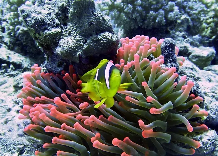 Deep Ashri & Dive Club شقة