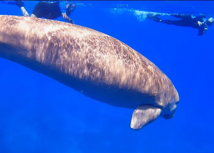 شقة Deep Ashri & Dive Club *